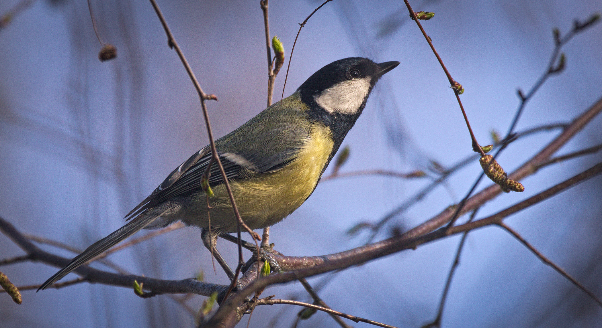 Majandusmetsas ja vanas majandamata metsas rasvatihaseid (Parus major) uurinud Läti ja Eesti ülikoolide (Eesti Maaülikool ja Tartu Ülikool) teadlased tuvastasid